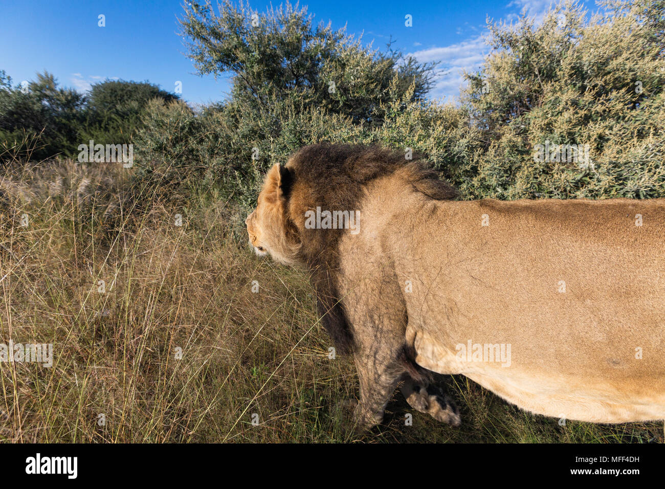 Varón africano león (Panthera leo) Namibia Foto de stock
