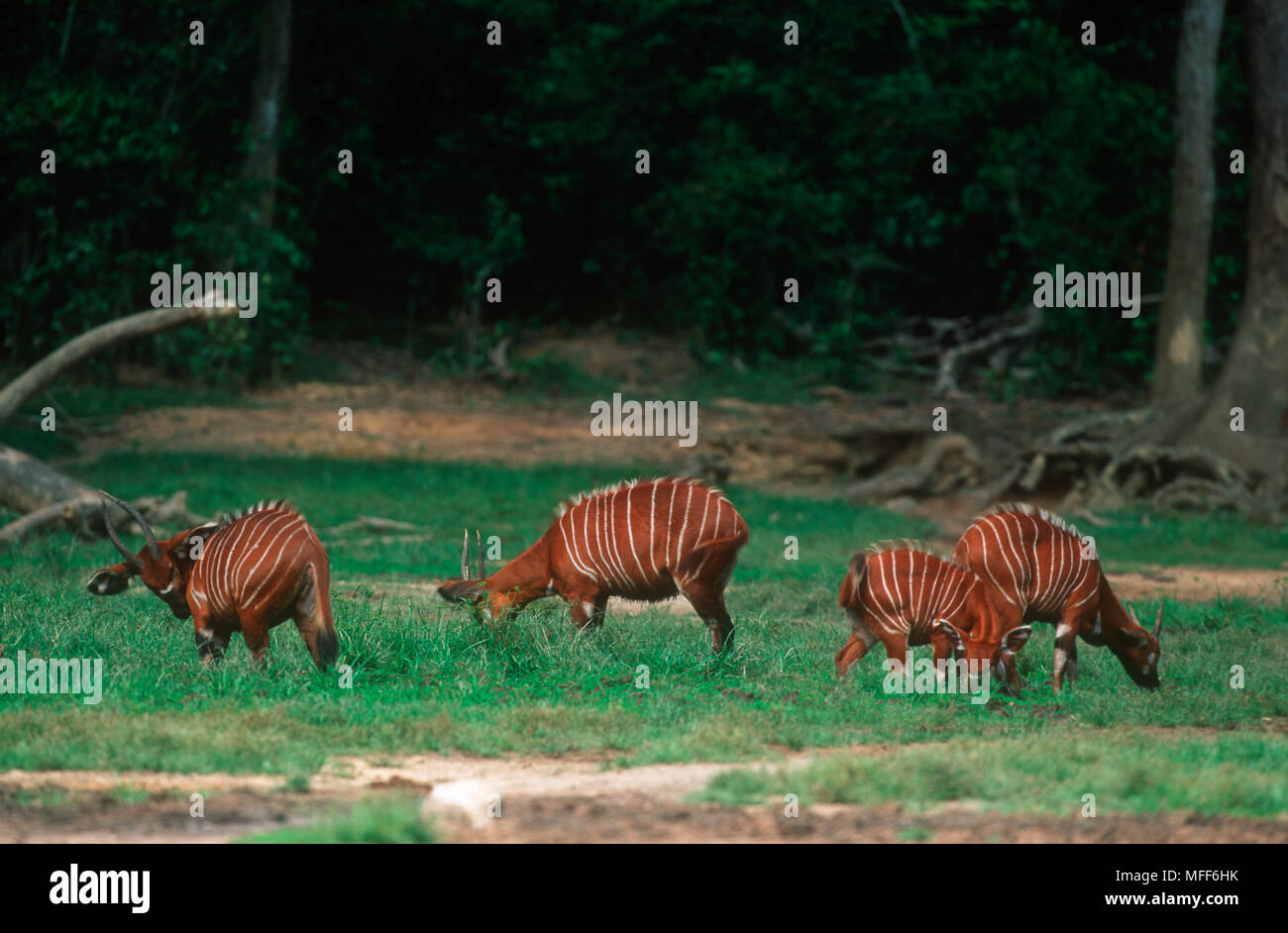 Grupo BONGO Tragelaphus euryceros Dzanga Bai. Parque Nacional Dzanga-Ndoki, República Centroafricana (CAR) Foto de stock