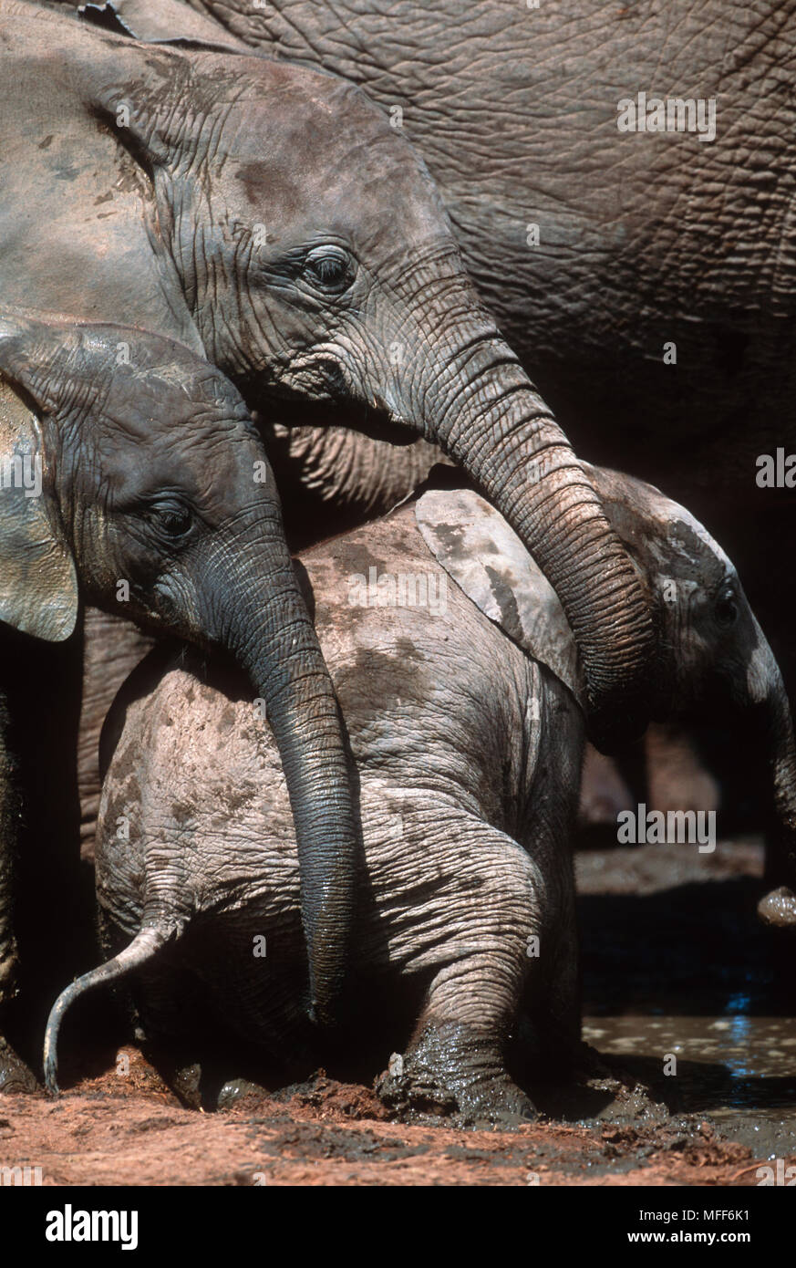 Elefante Africano Loxodonta africana ternero ser ayudado por mayores elefantes Addo Elephant National Park, Sudáfrica Foto de stock