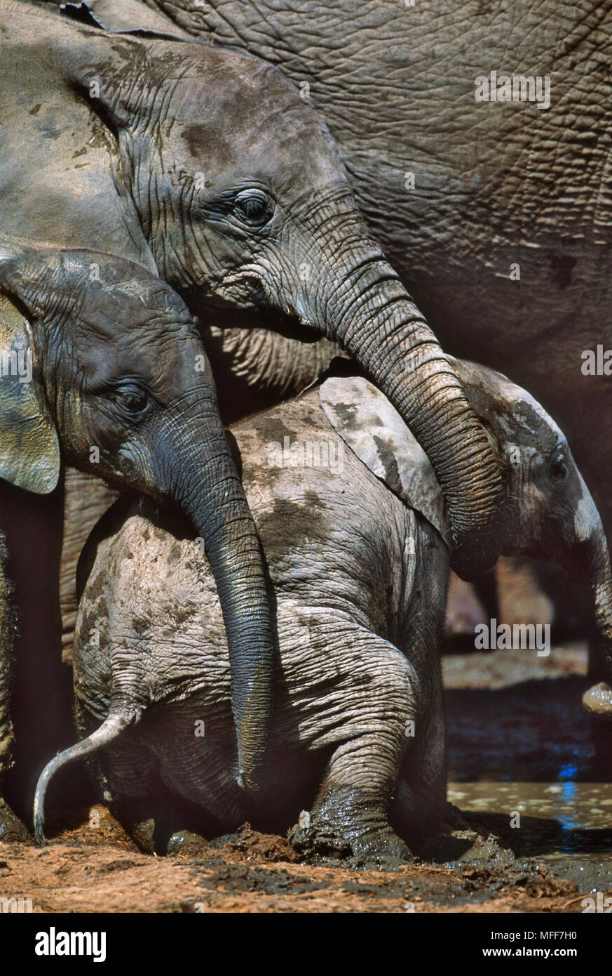 Con el elefante africano Loxodonta africana joven ternero Addo Elephant National Park, Sudáfrica Foto de stock