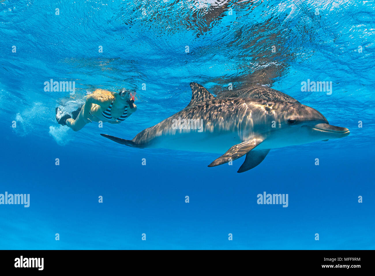 Buceador y delfines moteados del Atlántico (Stenella frontalis), Gran Bahama, Bahamas Foto de stock