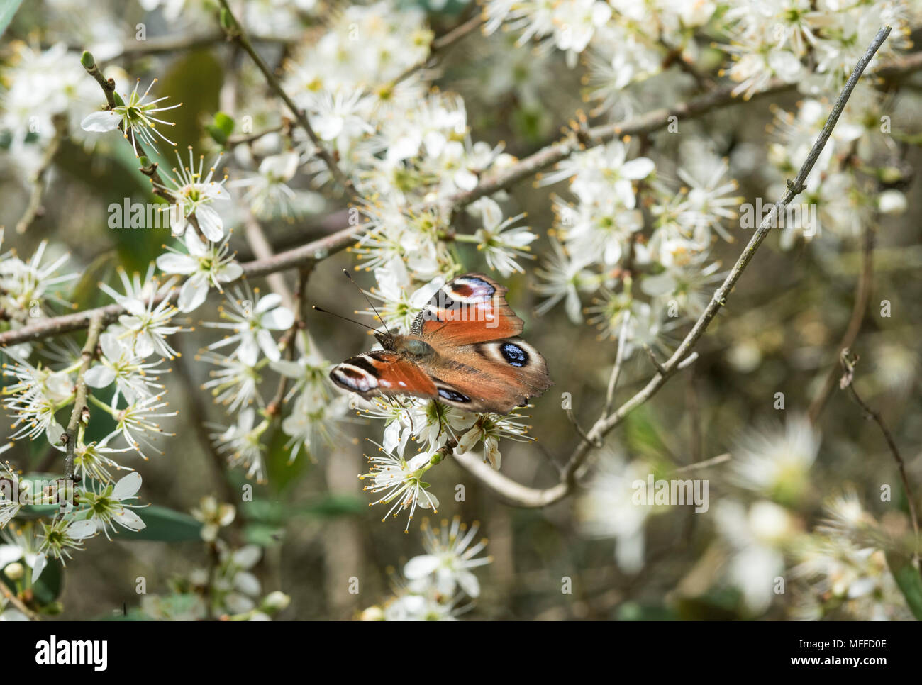 Buttefly Aglais Peacock (IO) alimentándose de espino flores Foto de stock