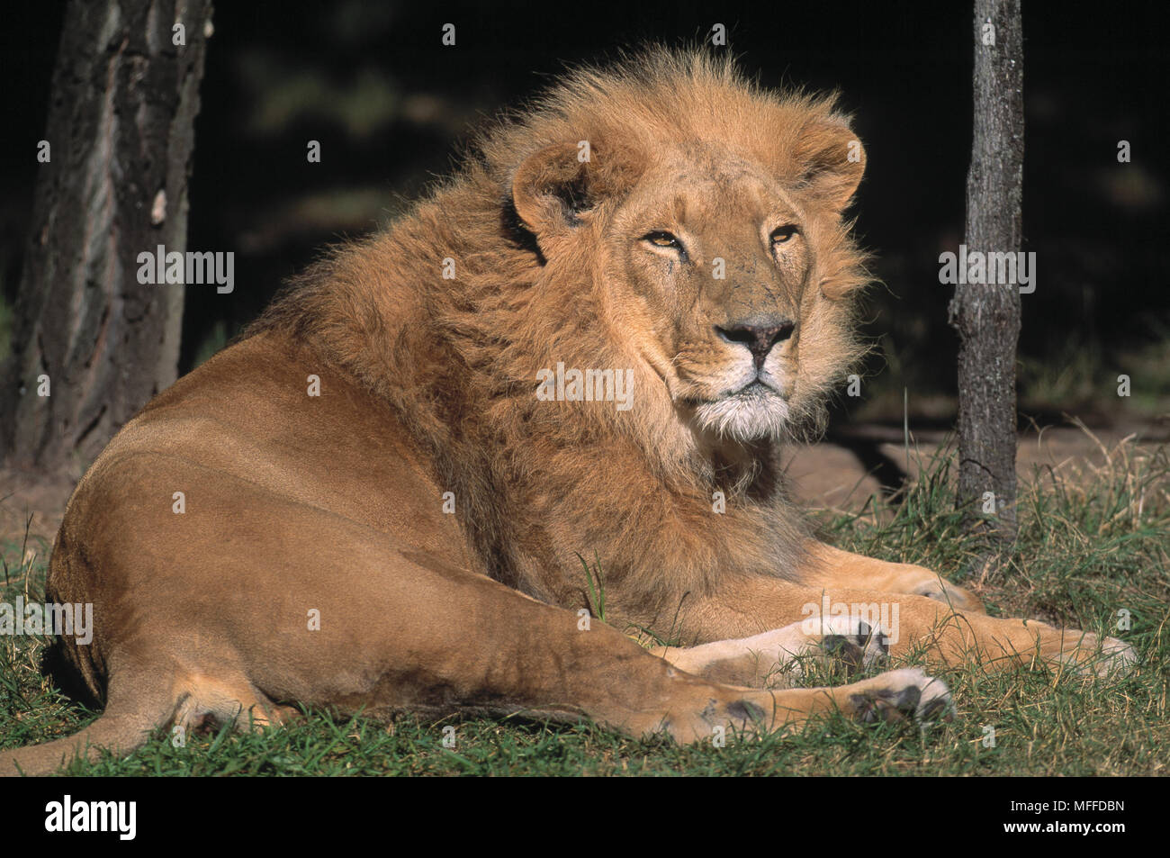 León asiático masculino Panthera leo persica Llanos Occidentales, Australia Zoo Foto de stock