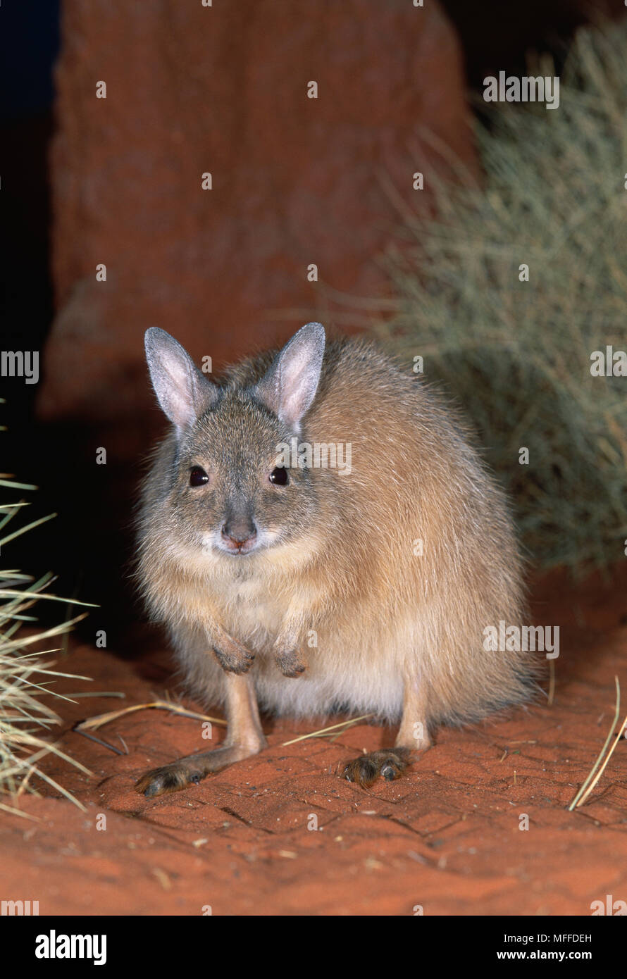 RUFOUS Hare Wallaby de Lagorchestes hirsutus raras y en peligro de extinción Australia Foto de stock