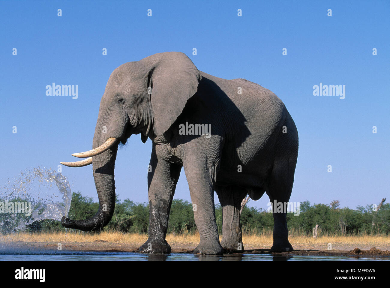 Rociado de agua el elefante africano Loxodonta africana Foto de stock