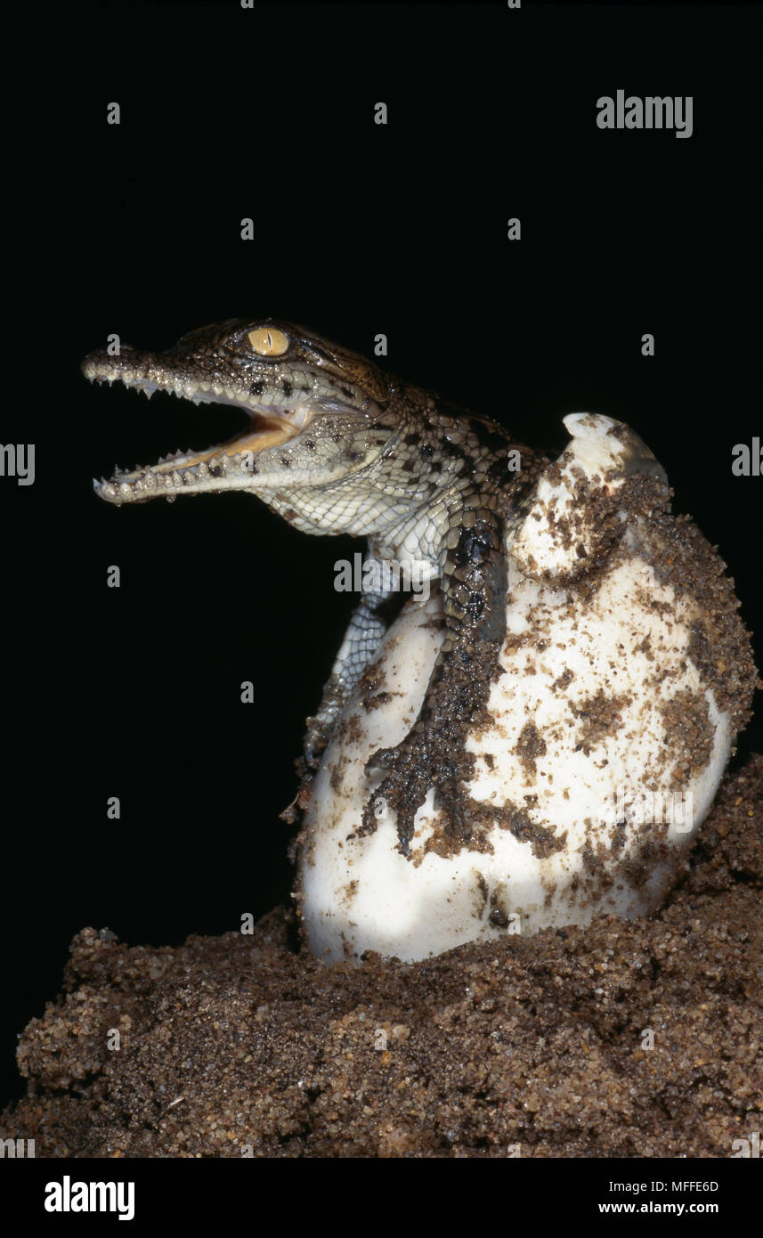 El cocodrilo del Nilo Crocodylus niloticus eclosión después de 90100 días de incubación