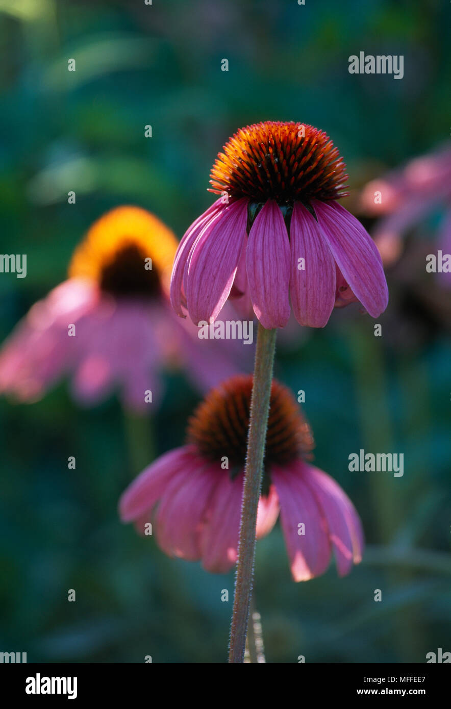 La equinácea o CONEFLOWER equinácea angustifolia planta medicinal cree