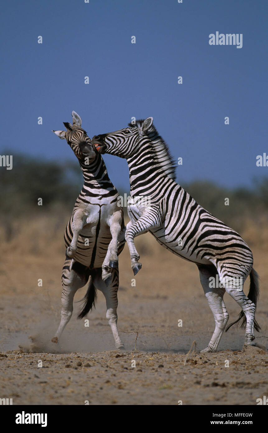 BURCHELL'S o planicies cebras Equus burchellii sementales combates. El Parque Nacional Etosha, en Namibia. Foto de stock