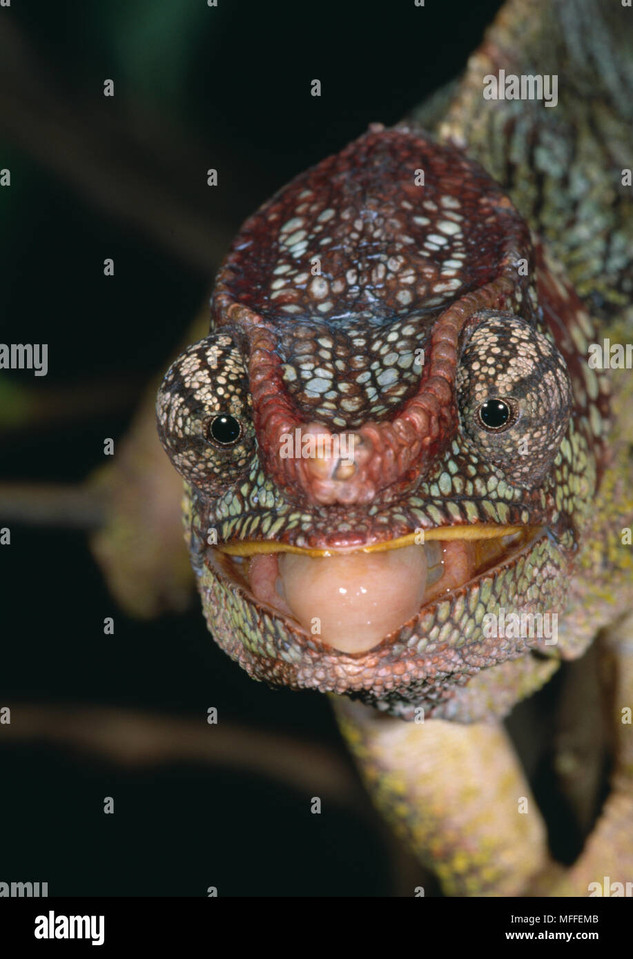 Corta el camaleón Chamaeleo brevicornis astados, cerca de la cabeza. Ambos ojos hacia adelante cuando la comida está a la vista. Madgascar. Foto de stock