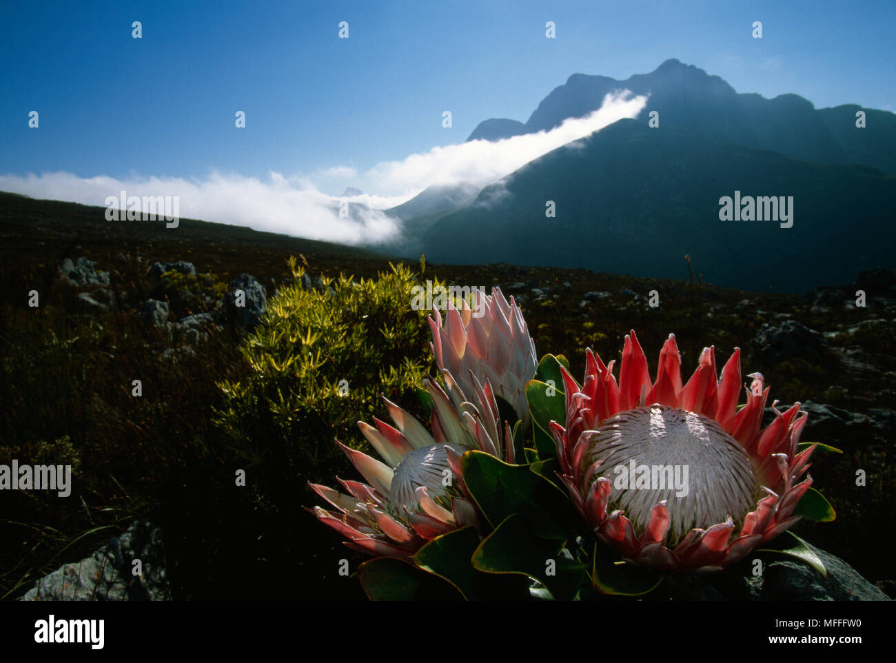 PROTEA REY Protea cynaroides especies fynbos Reino Floral del Cabo Sudáfrica Foto de stock