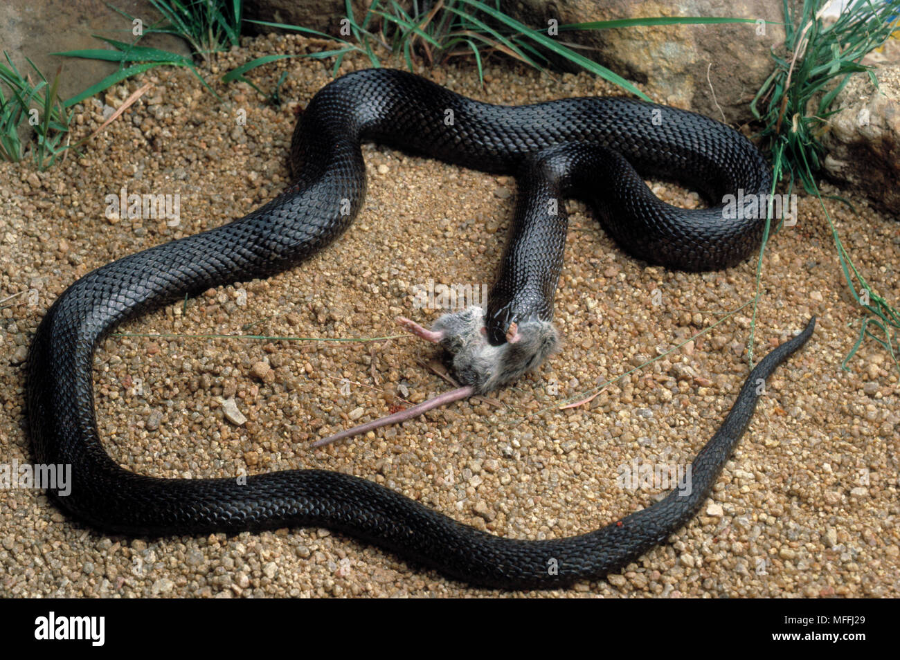 La Serpiente topo africanas Pseudaspis cana comiendo un ratón