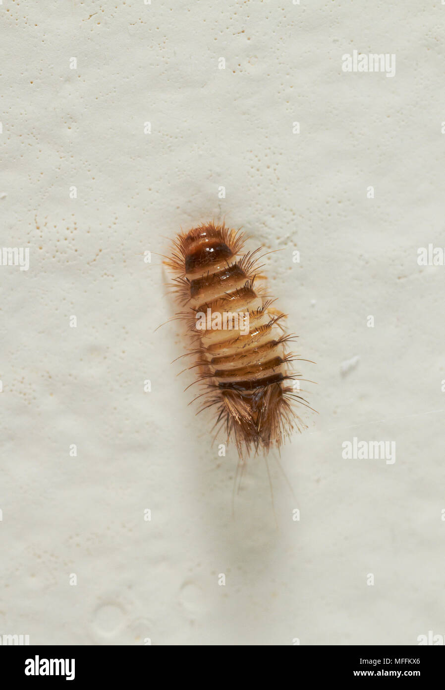 Escarabajos de alfombra fotografías e imágenes de alta resolución - Alamy