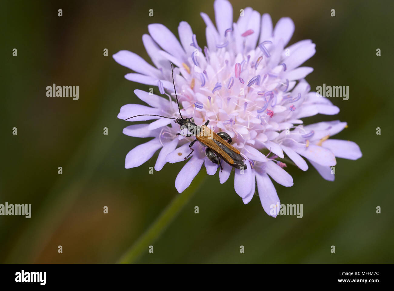 Flor Oedemeridae Escarabajo (Beetle) una alimentación polen Corfu Foto de stock