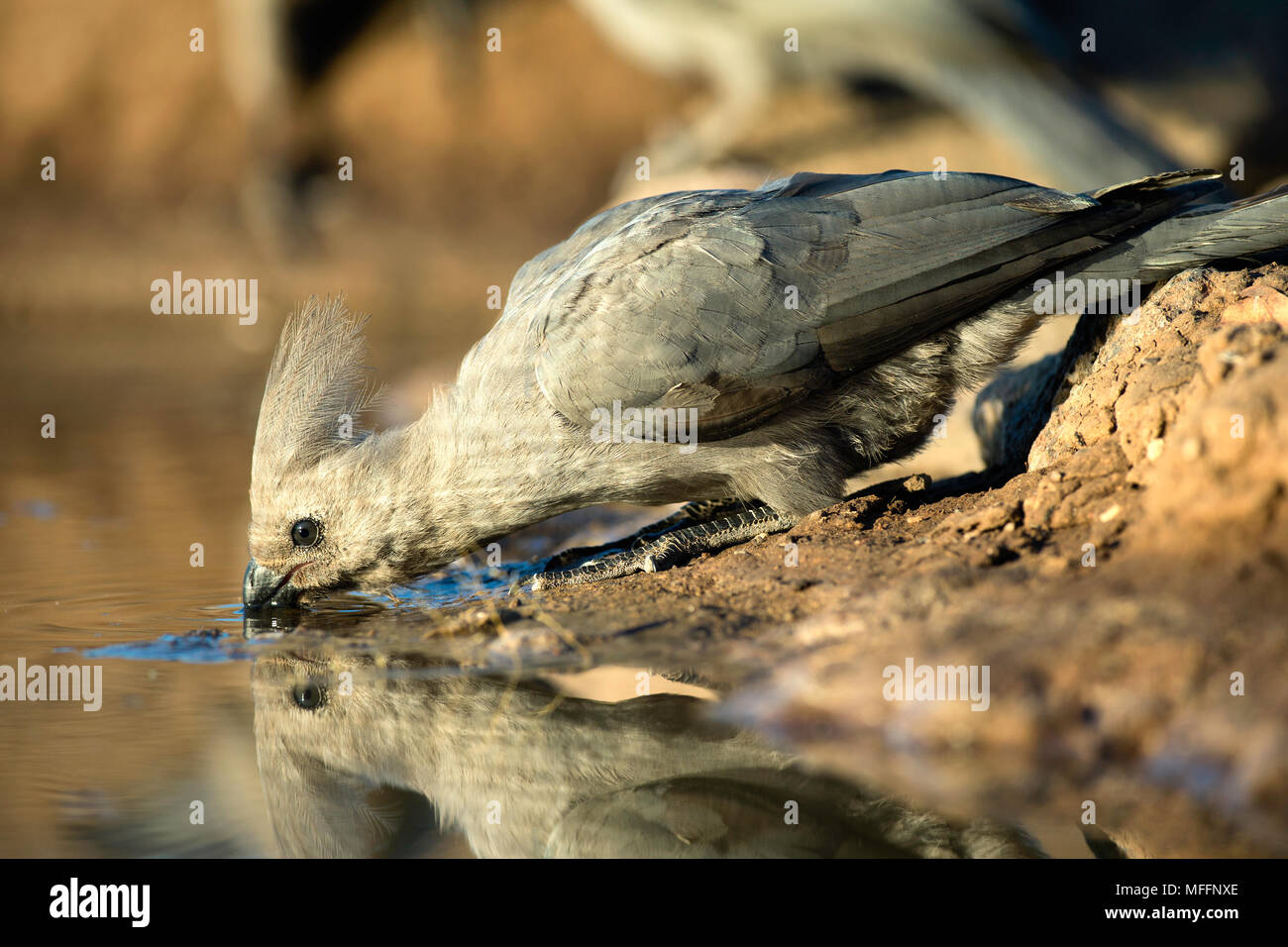 El gris Go-lejos-bird (Corythaixoides concolor) también conocido como el gris lourie bebiendo en un abrevadero en la Reserva de Caza de Mashatu. Botswana Foto de stock