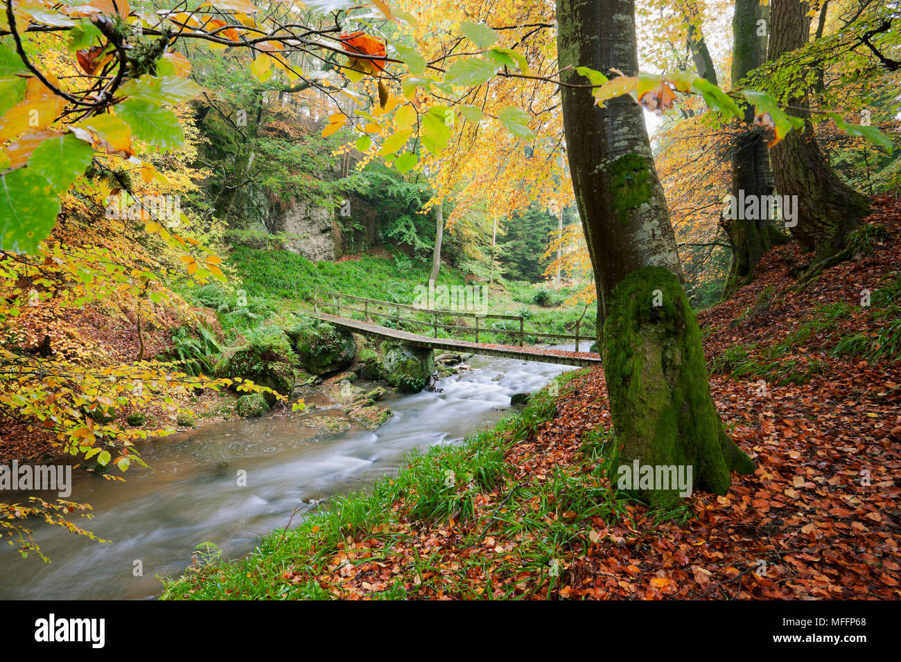 Puente sobre el arroyo con árboles cubiertos en colores de otoño. Foto de stock
