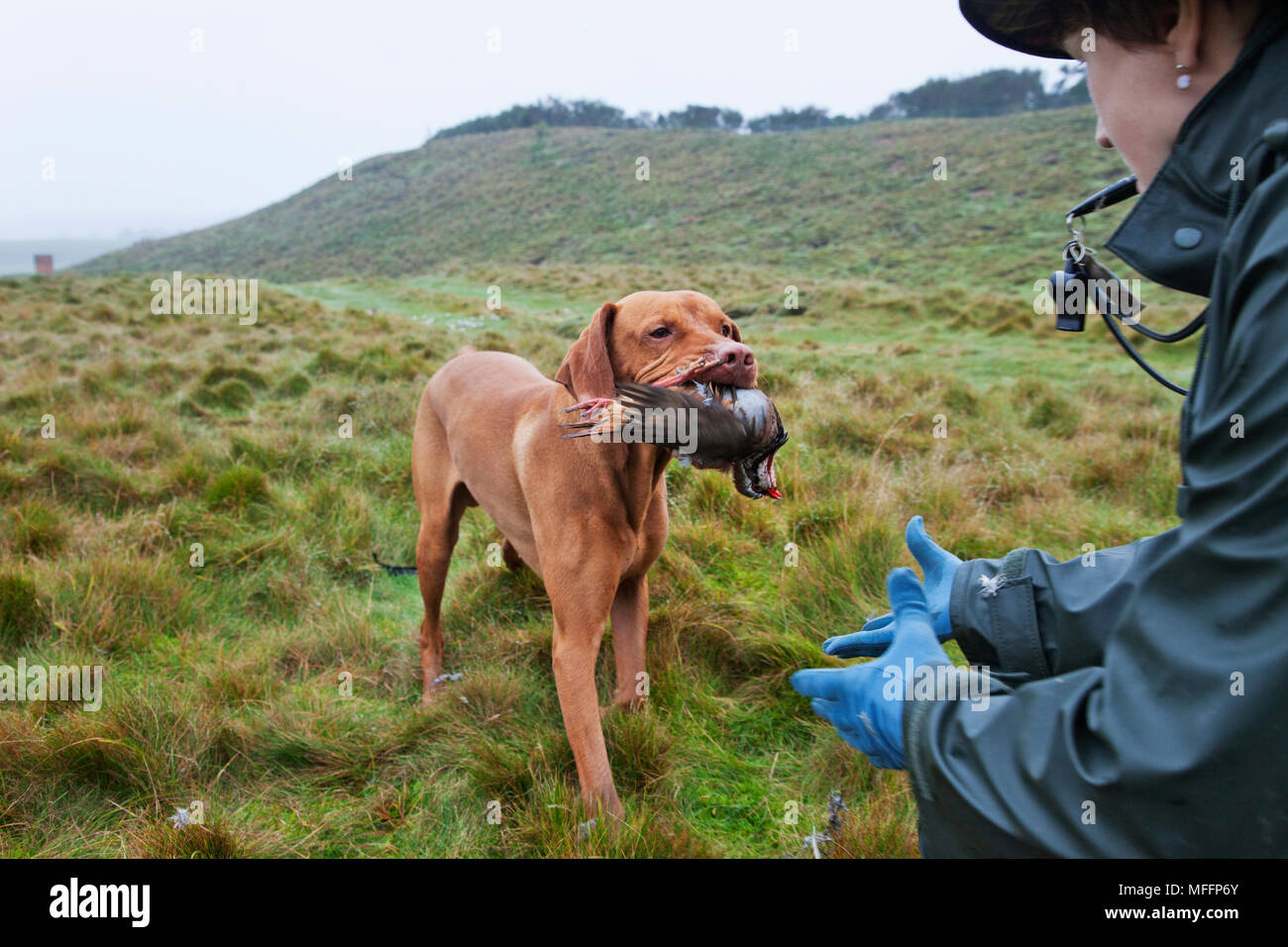 Un juego Keeper con puntero Vizsla llevando una perdiz que ha sido asesinado por los cazadores durante un orginized Hunt. Foto de stock