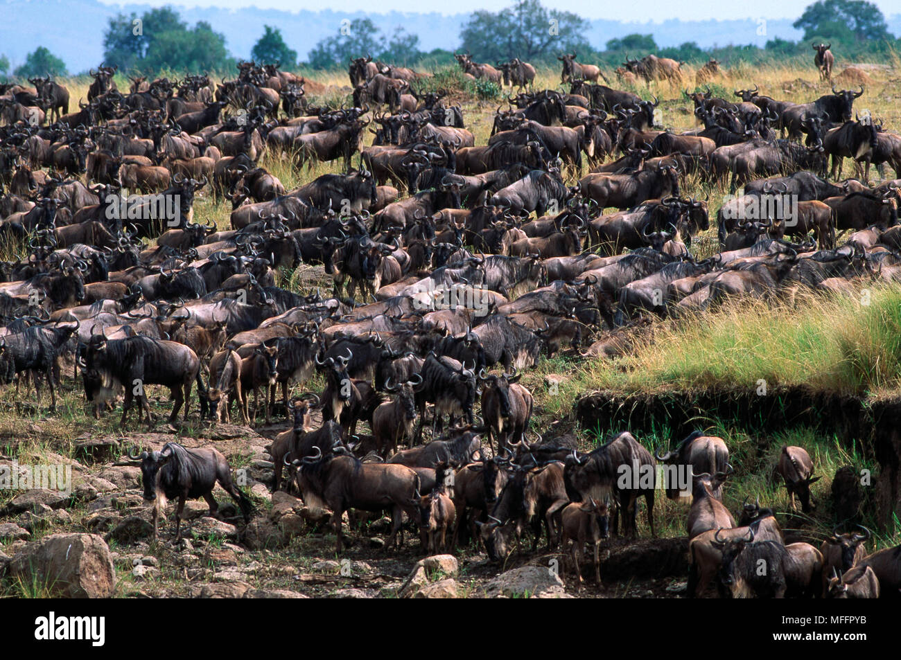 Los ñus o GNU Connochaetes taurinus BRINDLED manada sobre migración Reserva Nacional de Masai Mara, Kenya Foto de stock