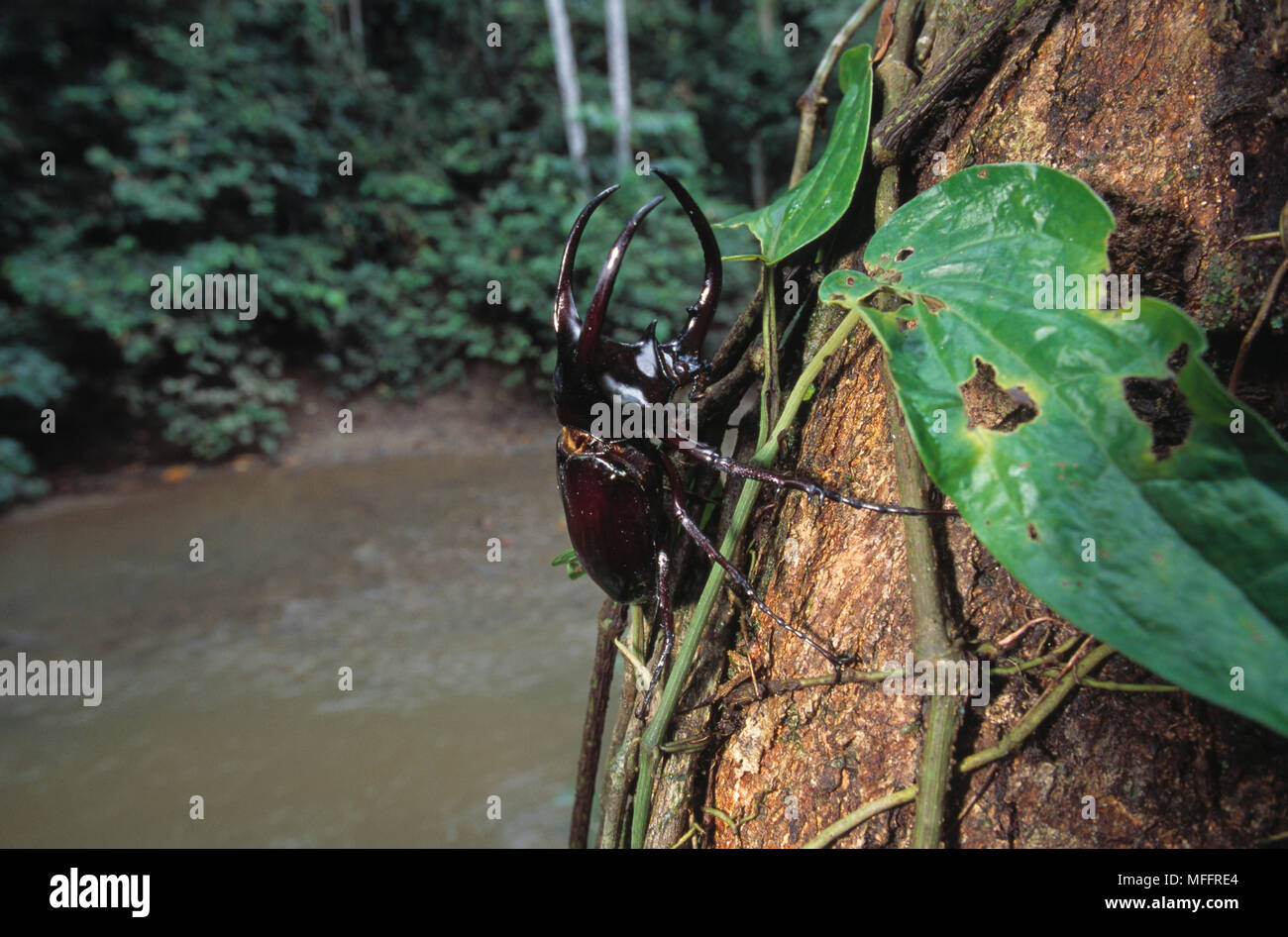 Tres Cuernos escarabajo rinoceronte Chalcosoma moellenkampi Borneo Foto de stock