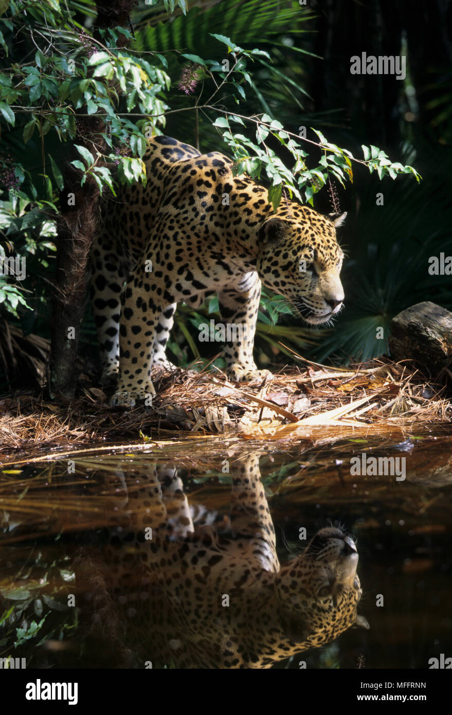 Al borde del agua JAGUAR Panthera onca especies amenazadas Foto de stock