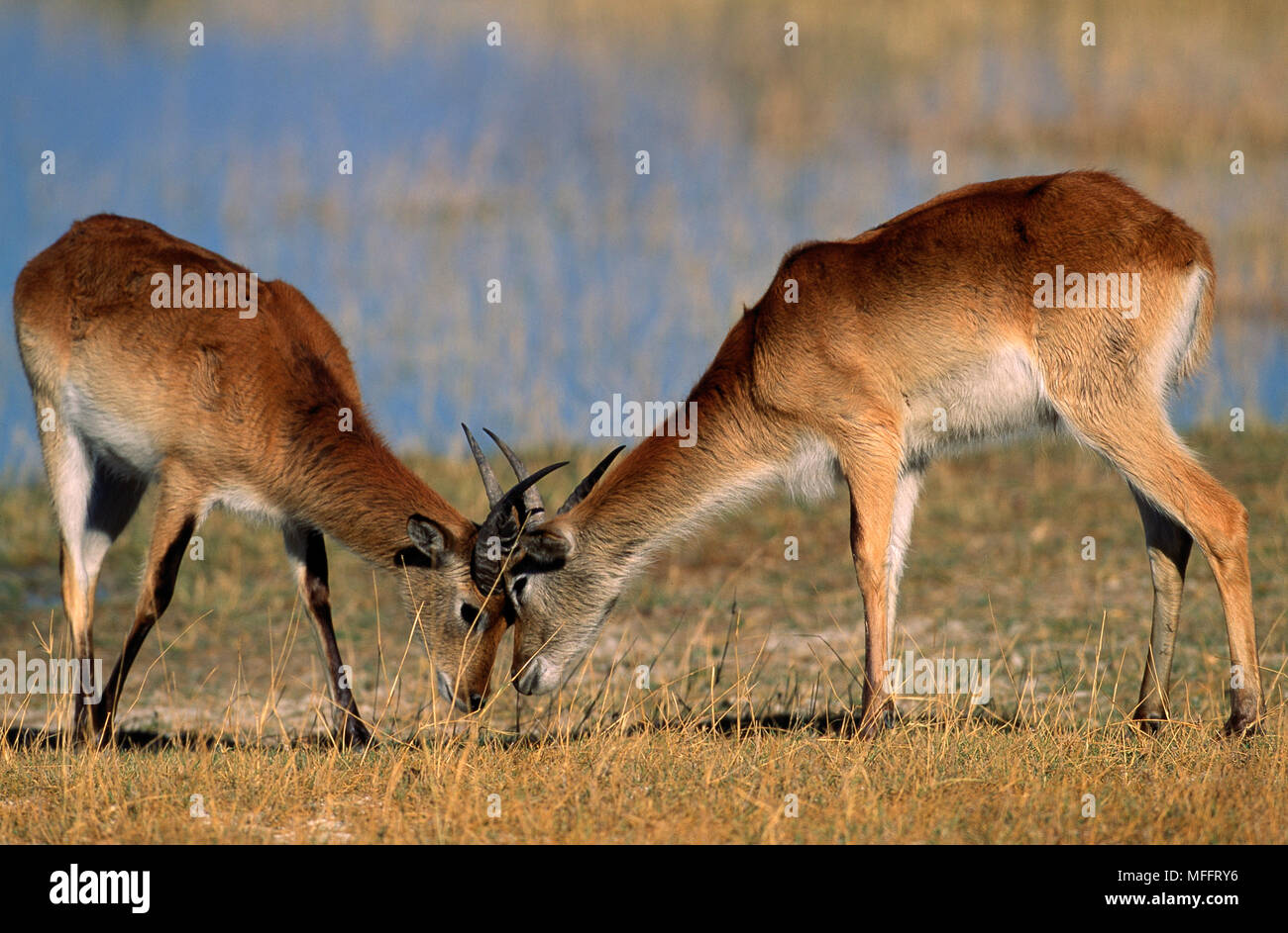 LECHWE ROJOS Kobus leche de machos jóvenes de sparring. El Delta del Okavango, Botswana. Foto de stock