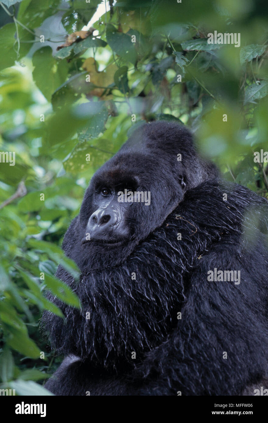 MOUNTAIN Gorilla gorilla beringei beringei silverback Parc National des Volcans, Rwanda. En peligro de extinción. Foto de stock