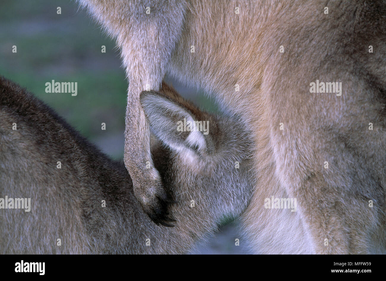 Canguro gris oriental Macropus giganteus mamando grandes jóvenes. Australia. Foto de stock