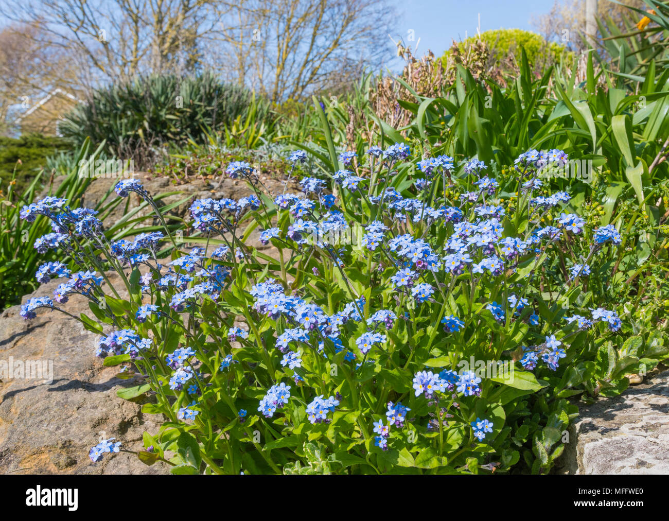Forget-Me-nots, AKA Scorpion Céspedes, pequeñas flores azules del género Myosotis, florece en primavera en el Reino Unido. Blue Forget-Me-No. Foto de stock