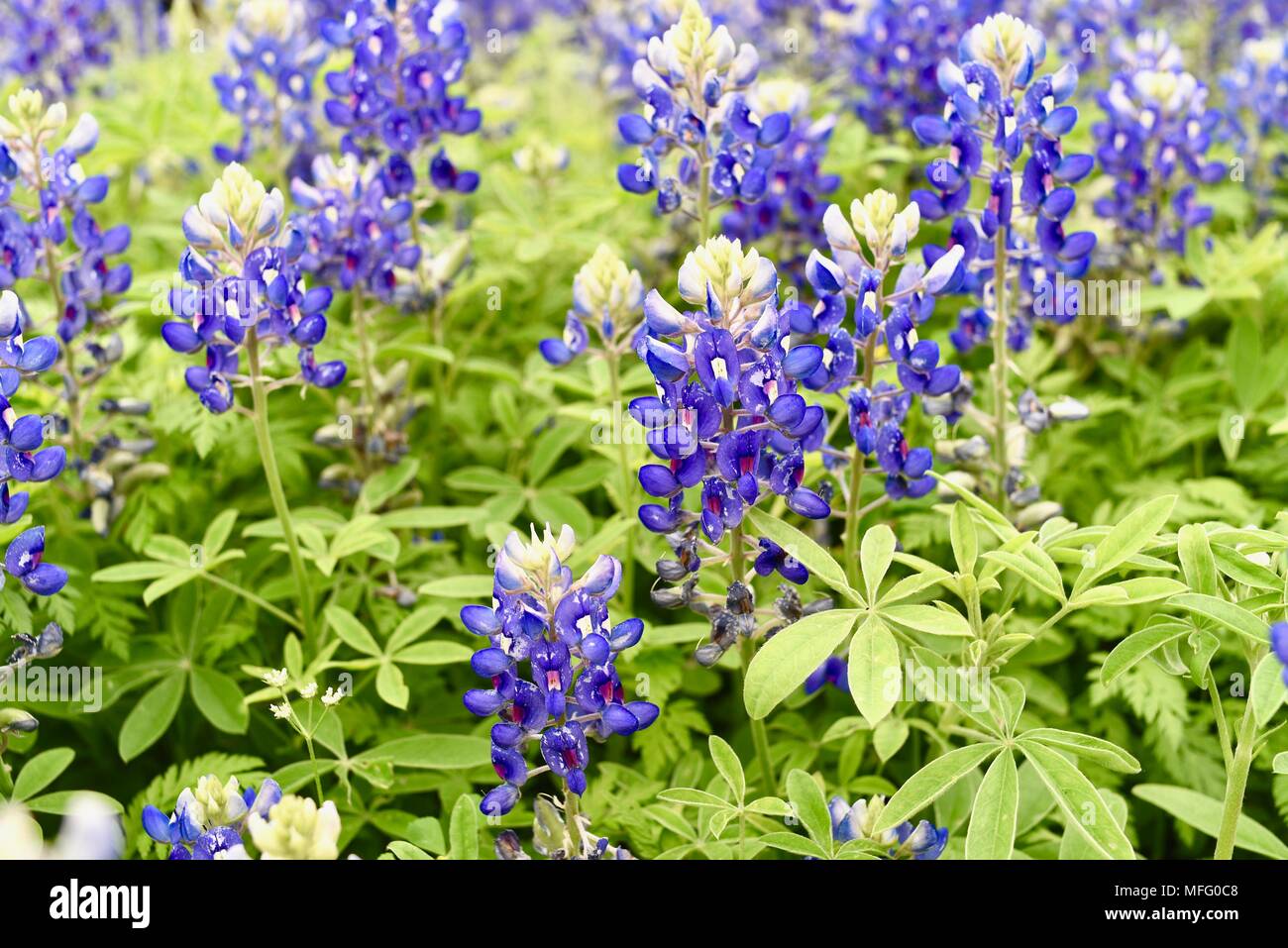 Flores moradas en la carretera fotografías e imágenes de alta resolución -  Página 6 - Alamy