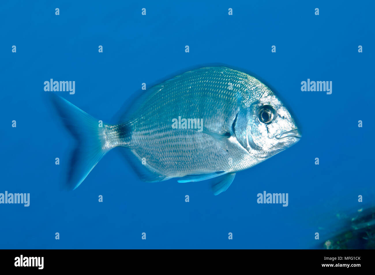 African el sargo (Diplodus sargus cadenati) Larvotto Reserva Marina, Mónaco, Mar Mediterráneo Misión: Reserva marina Larvotto Foto de stock