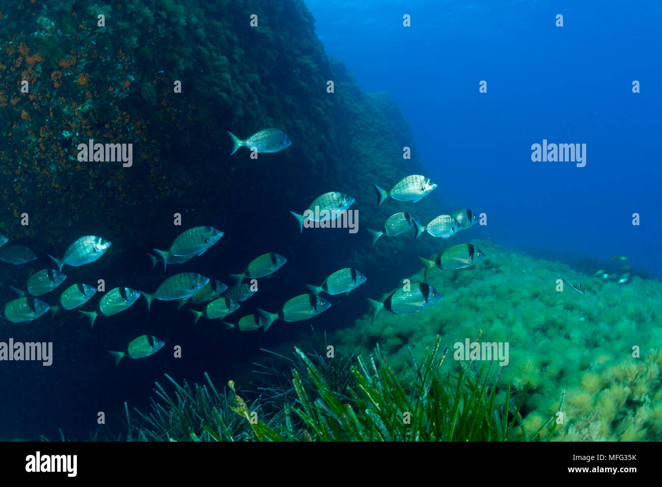 Cardumen de dos bandas, sargo Diplodus vulgaris y africano el sargo (Diplodus sargus cadenati, Isla de Ustica, Italia, Mediterráneo, Mar Thyrrenian Foto de stock