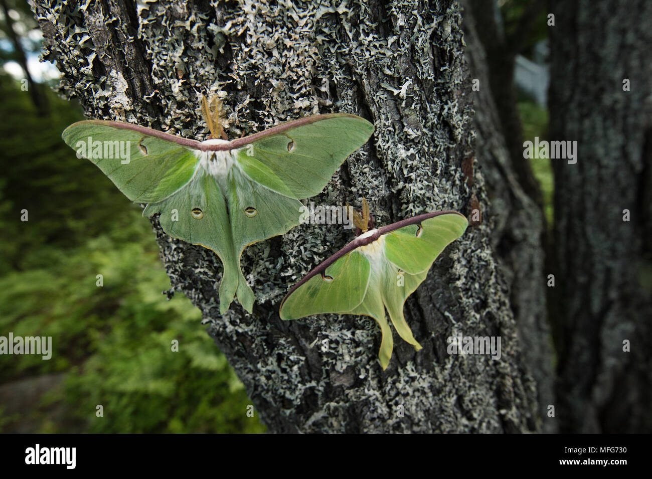 Polillas, Actias luna luna en New Brunswick, Canadá Foto de stock