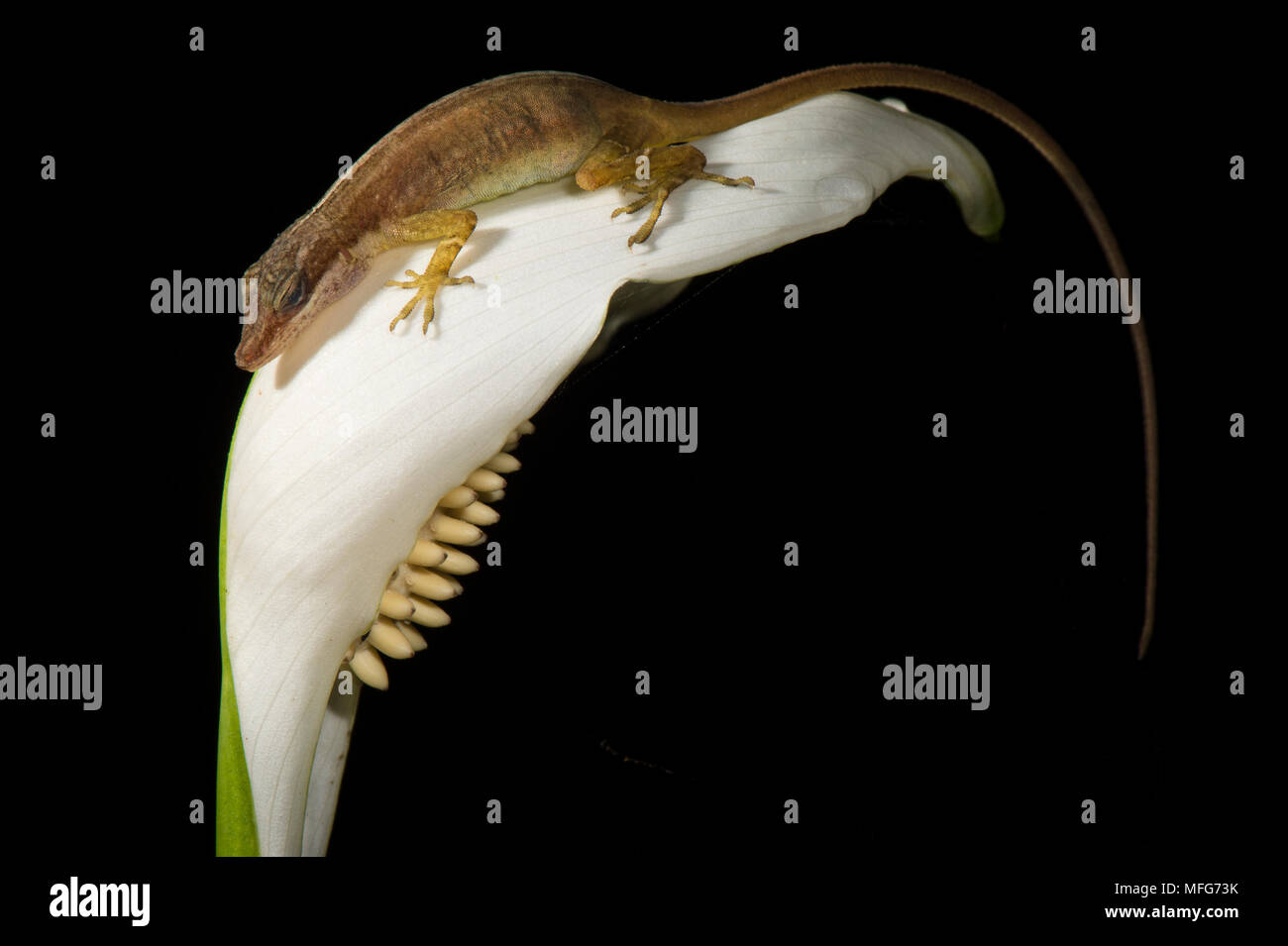 Anole sp. en Costa Rica Foto de stock