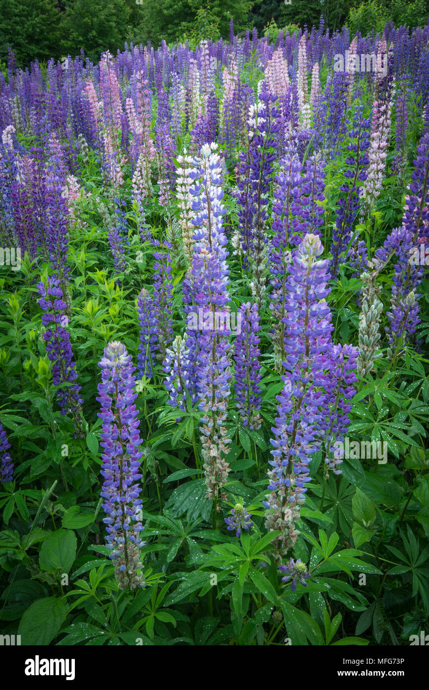 Lupus, Lupinus sp. Florece en el Canadá Atlántico Foto de stock