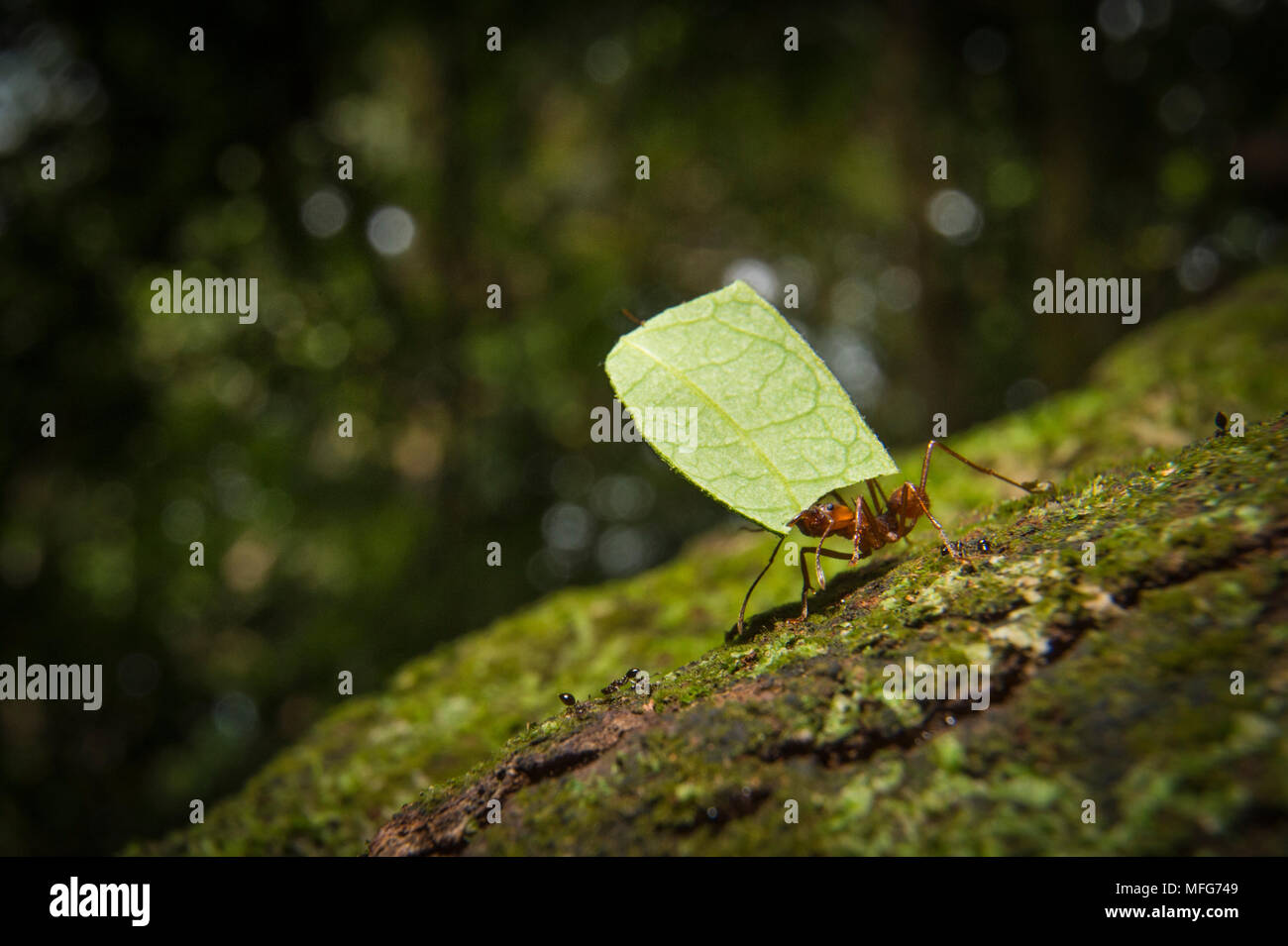 Cortador de Hoja de las hormigas atta sp. en Costa Rica Foto de stock