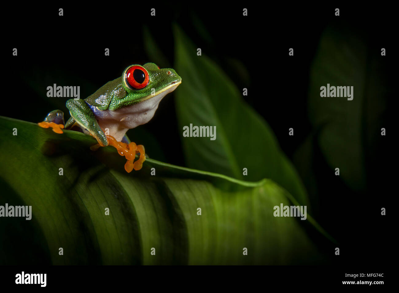 Red-eyed Tree Frog, Agalychnis callidryas, Costa Rica Foto de stock