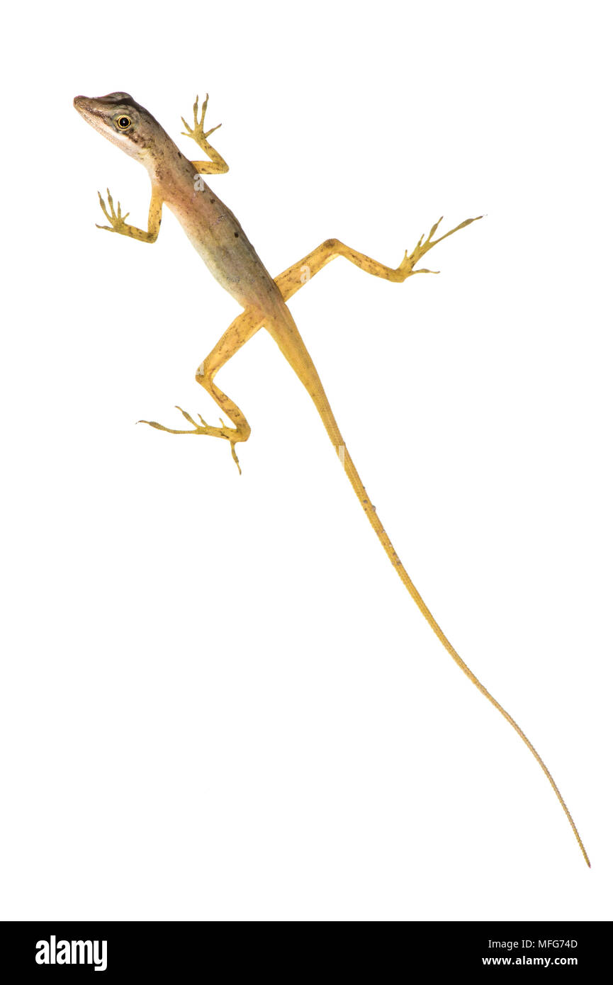 Slender anole, norops limifrons, Costa Rica Foto de stock