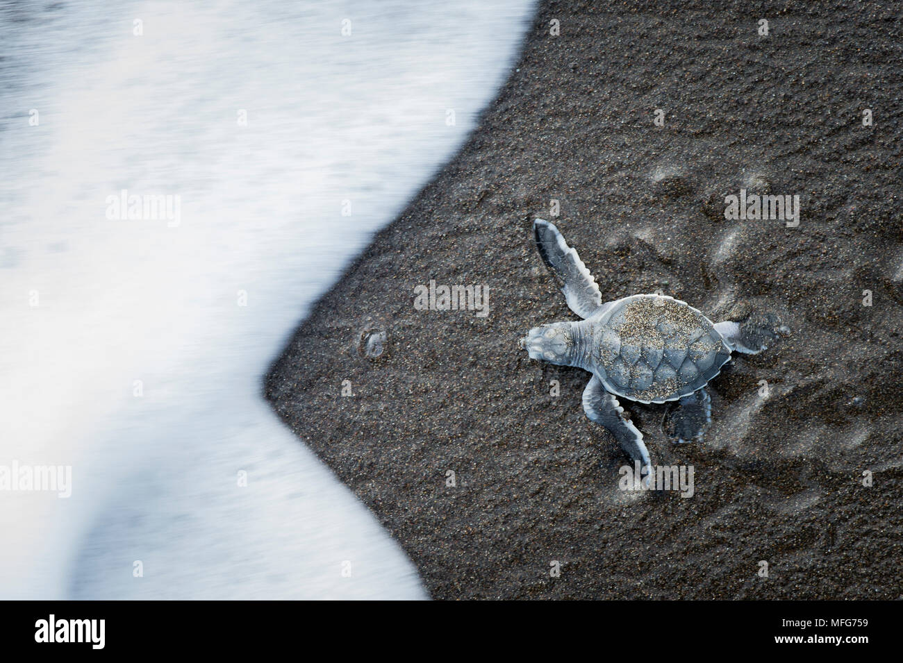 Crías de tortuga verde Chelonia mydas entrando en el océano en el Parque Nacional Tortuguero, Costa Rica. Foto de stock