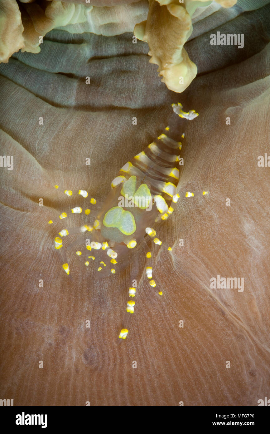 Camarones comensales, Pliopontonia furtiva, asociado con disco anémonas, corallimorpharia, Amplexidiscus fenestrafer, Lighthouse Reef, Cabilao Island, B Foto de stock
