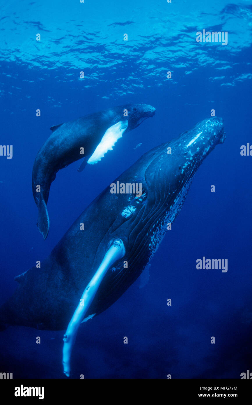 La ballena jorobada, Megaptera novaeangliae, la madre y el ternero, Vulnerable (UICN), Banco de Plata, Turks & Caicos, Mar Caribe, Océano Atlántico fecha: 22.07.08 Foto de stock