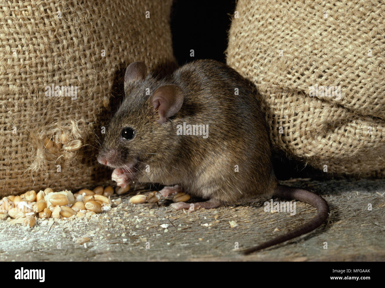 Casa asaltando el ratón Mus musculus almacén de grano Foto de stock