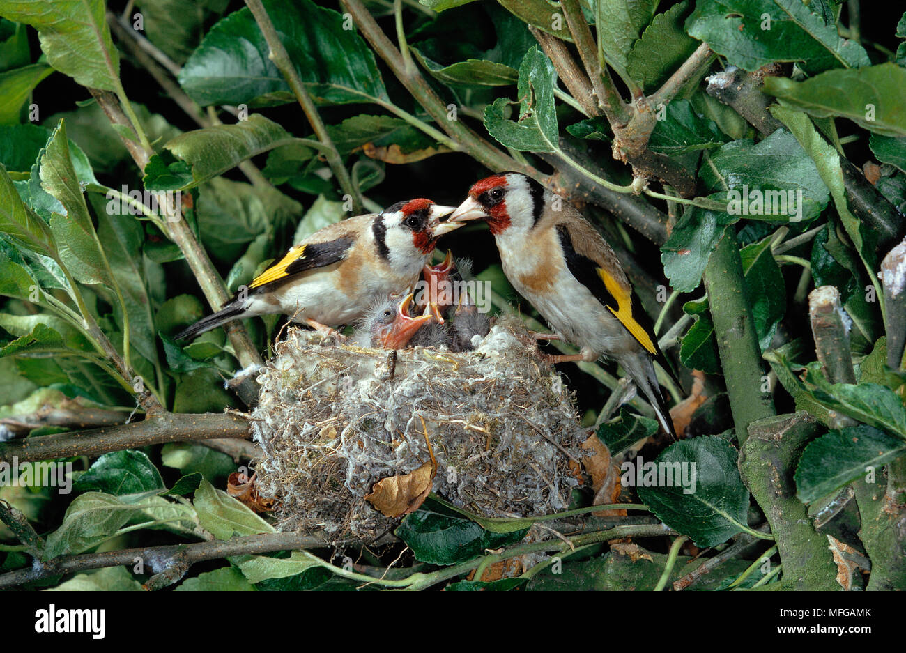 Jilgueros nidos fotografías e imágenes de alta resolución - Alamy