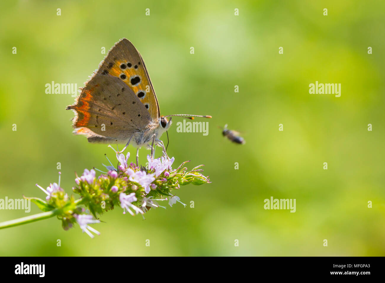 Primer plano de un pequeño o de cobre común mariposa, Lycaena phlaeas, alimentando el néctar de flores blancas en un vibrante y floral prado con luz solar brillante. Foto de stock