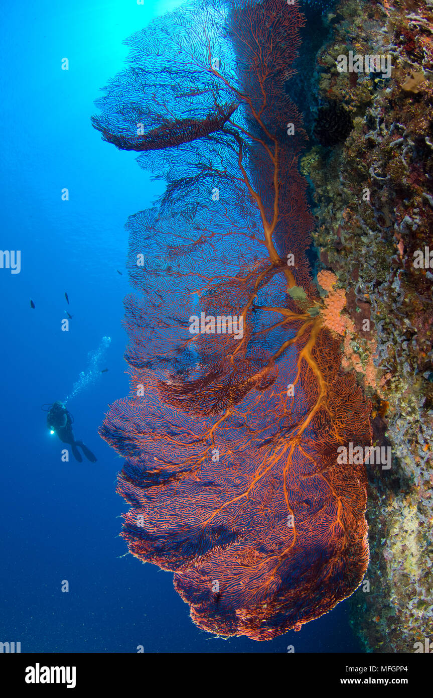 Un buzo mira en grandes abanicos de mar (Subergorgia gorgonias sp.), las Islas Salomón Foto de stock