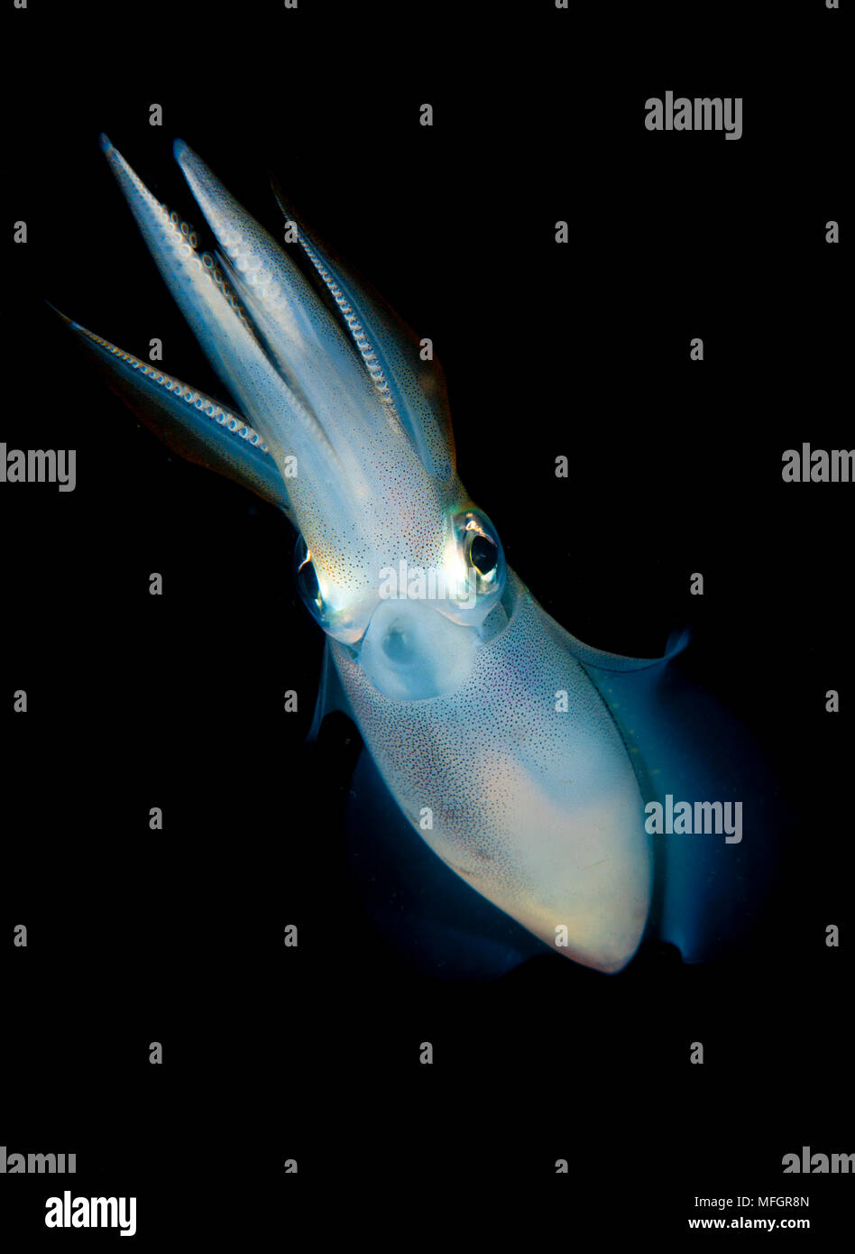 Bigfin calamar Sepioteuthis lessoniana arrecife:, estrecho de Lembeh Foto de stock