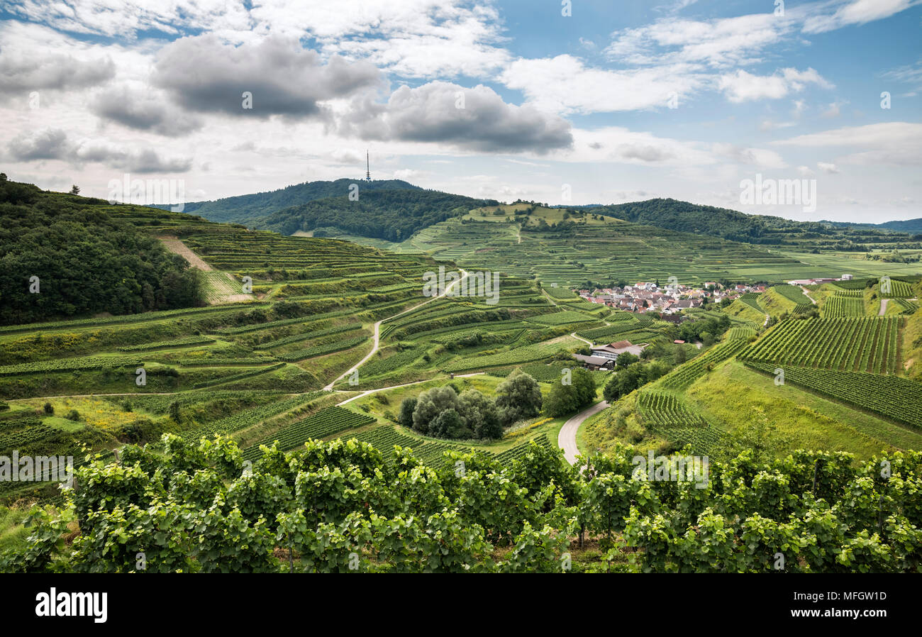 Los viñedos en las terrazas cerca de la aldea de montaña, Oberbergen Totenkopf (557m), Breisgau-Hochschwarzwald, Kaiserstuhl, Baden-Württemberg, Alemania, Europa Foto de stock