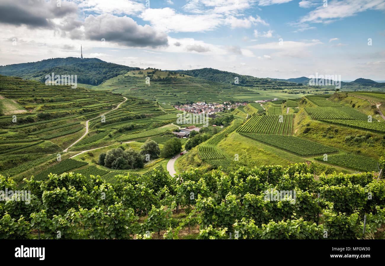 Los viñedos en las terrazas cerca de la aldea de montaña, Oberbergen Totenkopf (557m), Breisgau-Hochschwarzwald, Kaiserstuhl, Baden-Württemberg, Alemania, Europa Foto de stock