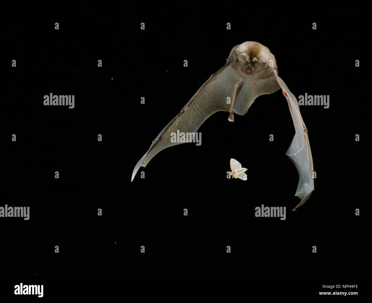 Polilla murciélago fotografías e imágenes de alta resolución - Alamy