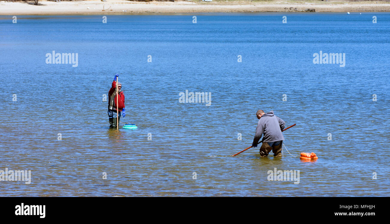 Dos hombres quohogging en Pleasant Bay, Harwich, Massachusetts en Cape Cod, EE.UU. Foto de stock