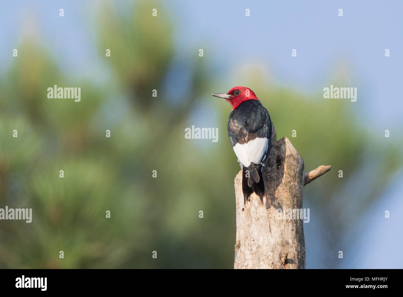 Un pájaro carpintero de cabeza roja encaramado sobre un pino snag. Foto de stock