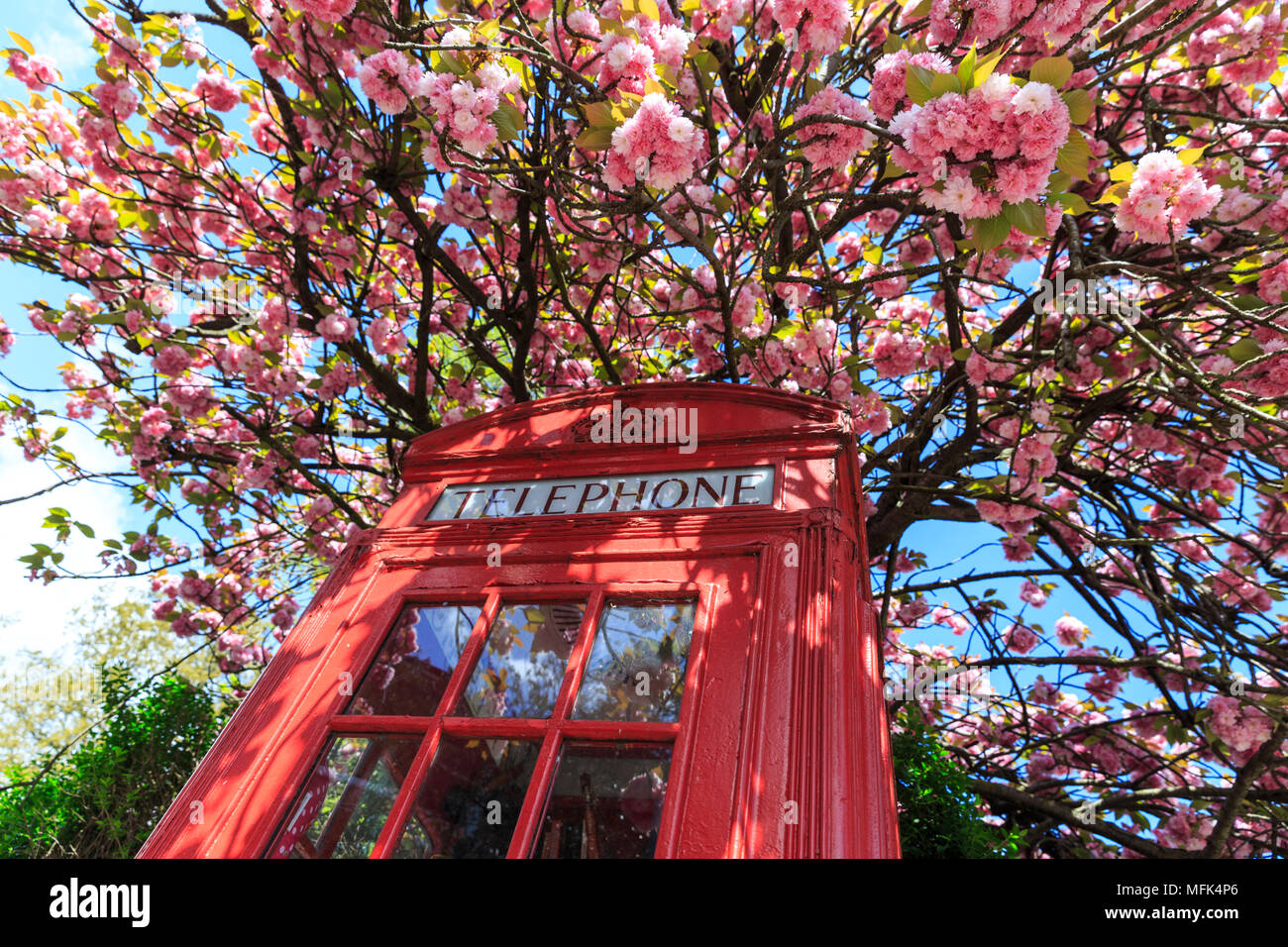 Lewisham, Londres, 26 de abril de 2018. La primavera está llamando! Un teléfono rojo icónico cuadro, ahora se usa como una mini-biblioteca gratuita para la comunidad, se encuentra delante de un árbol en la bella flor de cerezo rosa en un día que ve el cielo azul claro de intercambiar con las nubes y la lluvia pesada ocasionales. Crédito: Imageplotter noticias y deportes/Alamy Live News Foto de stock